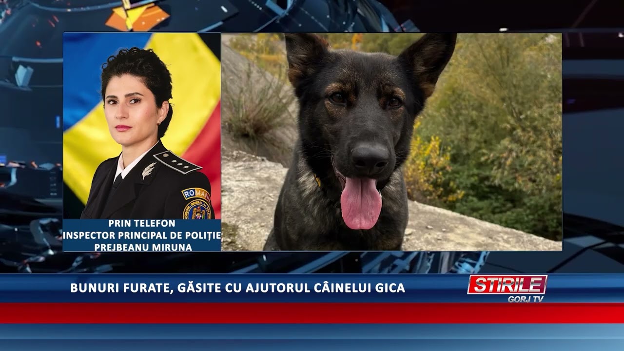 Bunuri furate, găsite cu ajutorul câinelui Gica