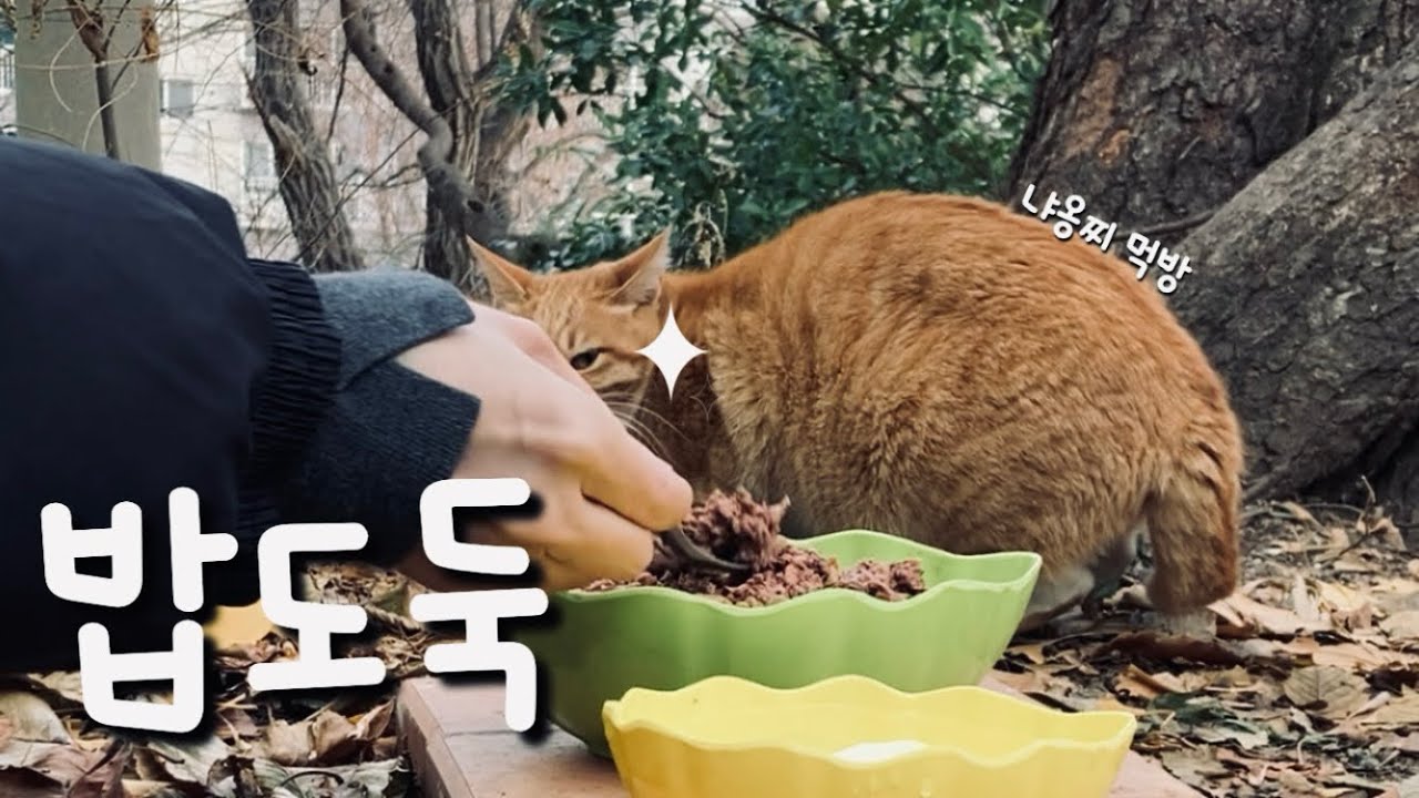이별의 시기가 다가옵니다…#cat #animals #cute #고양이 #kitten 