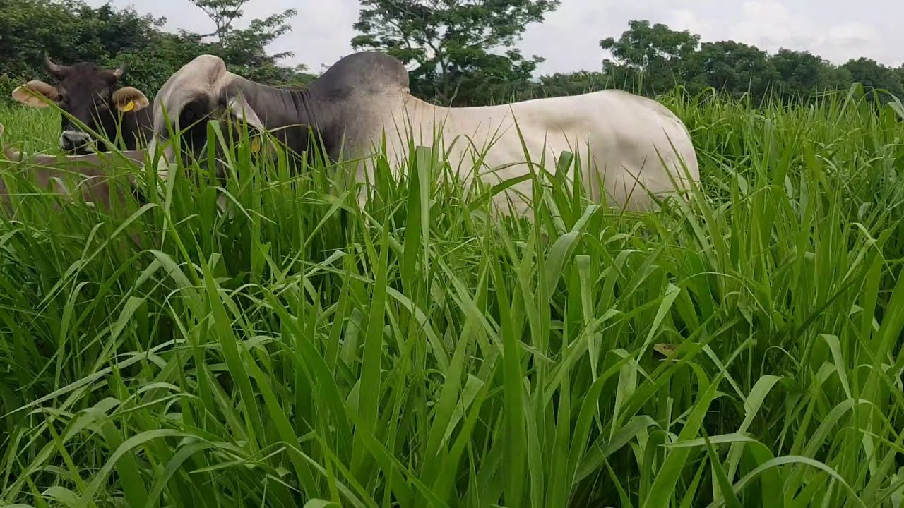 PASTO MAVUNO EN TEMPORAL EN VILLAFLORES, CHIAPAS.