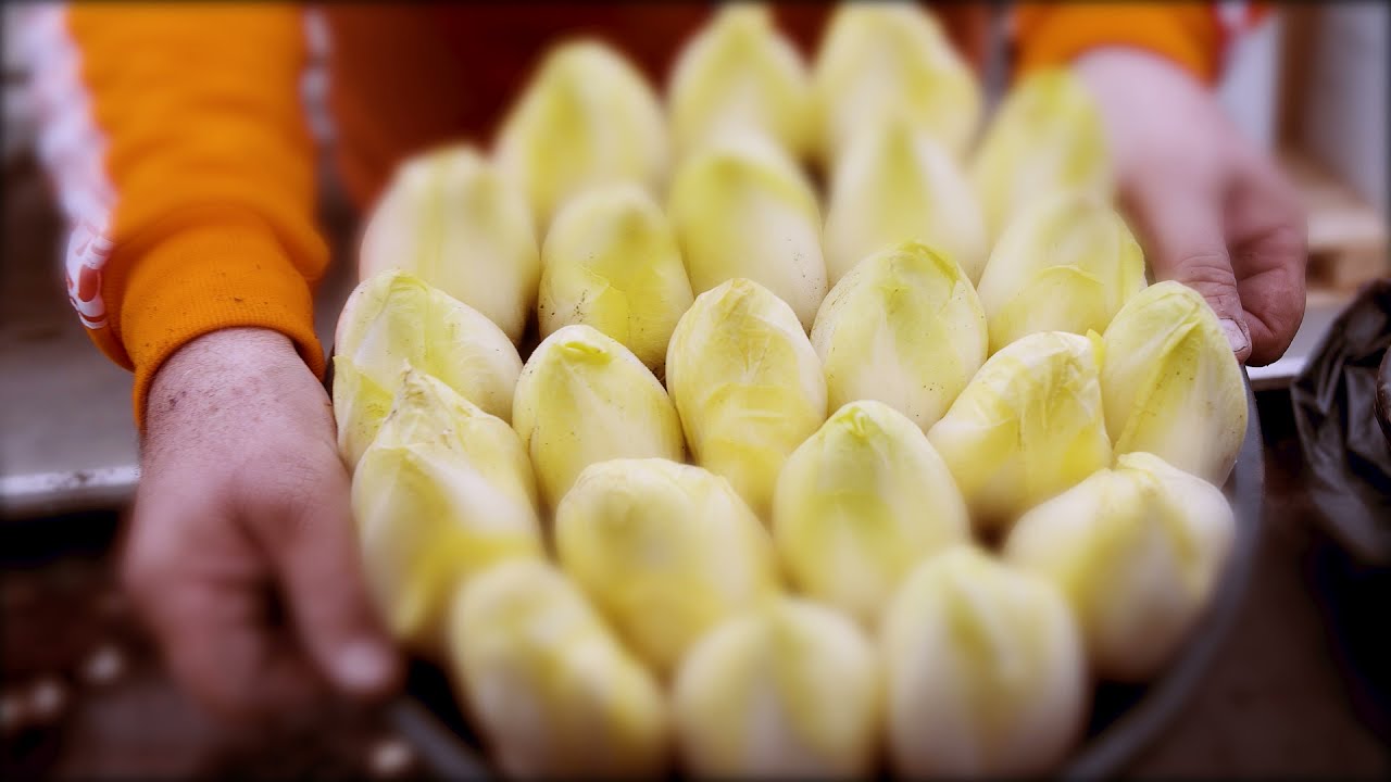 Floralux DIY: Witloof kweken