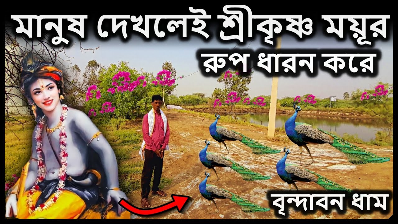 বৃন্দাবন ধাম,   মানুষ দেখলেই শ্রীকৃষ্ণ ময়ূর  রুপ ধারন করে  । বৃন্দাবন দর্শন,  vrindavan vlog