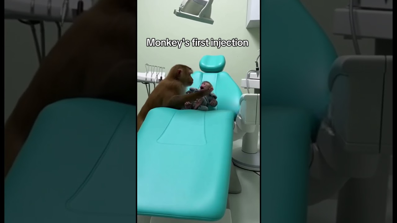 He is so scared #doctor #funnyanimal #injection #monkey #fyp
