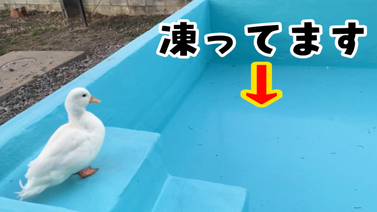プールが凍ってると知らずにダイブするアヒル