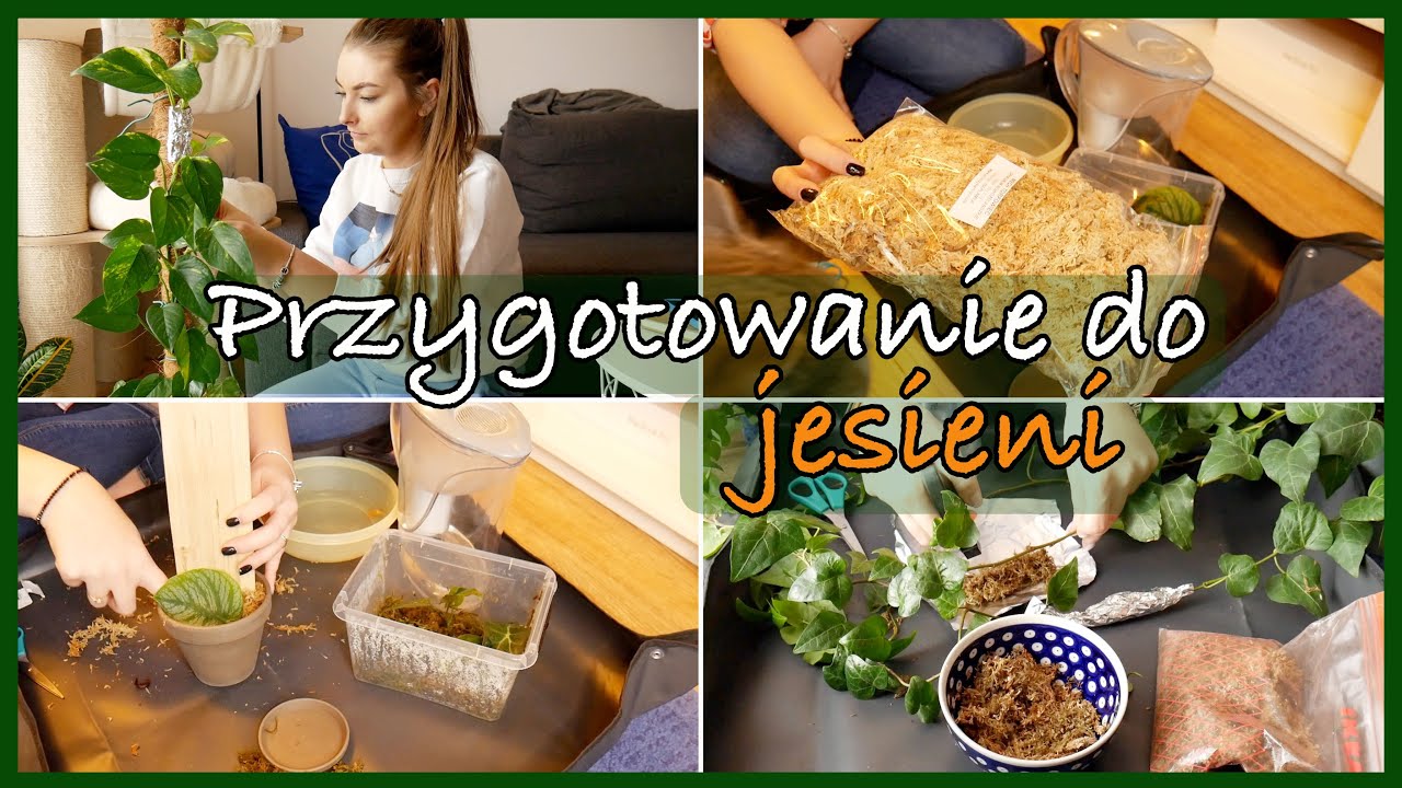 Idealny mech sphagnum, sadzenie monstery Dubia na deskę, ukorzenianie Epi | Przygotowanie do jesieni