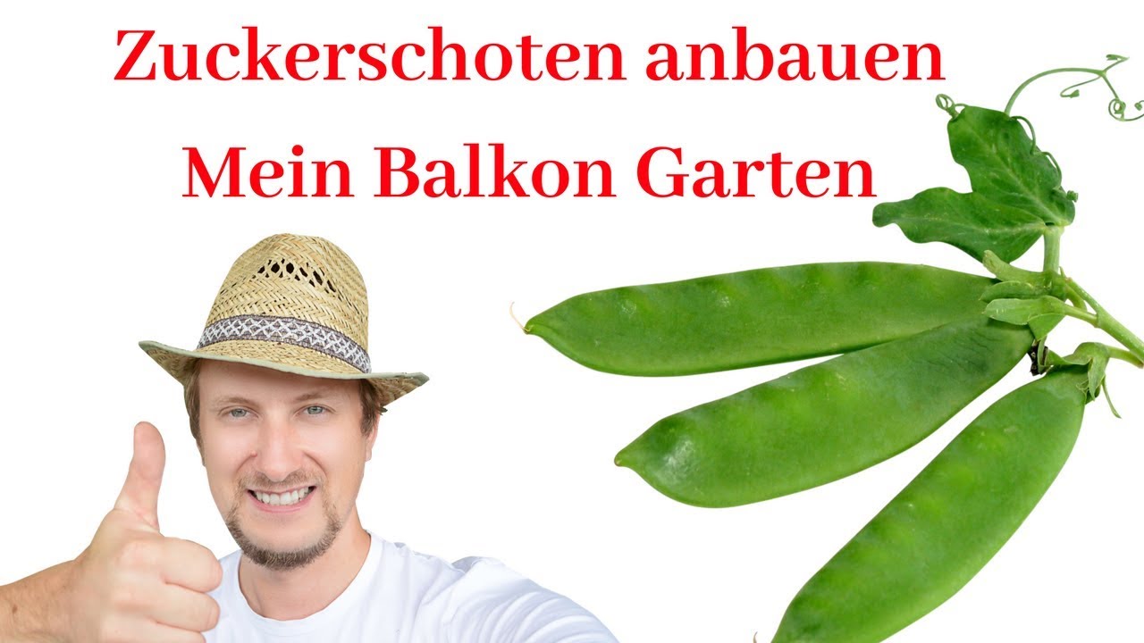 Zuckerschoten Erbsen pflanzen 😍 Mein Balkon Garten