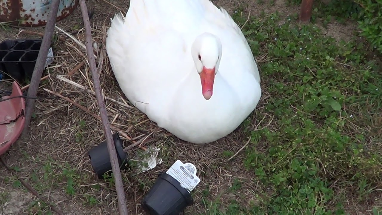 Oca feroce (angry goose)!