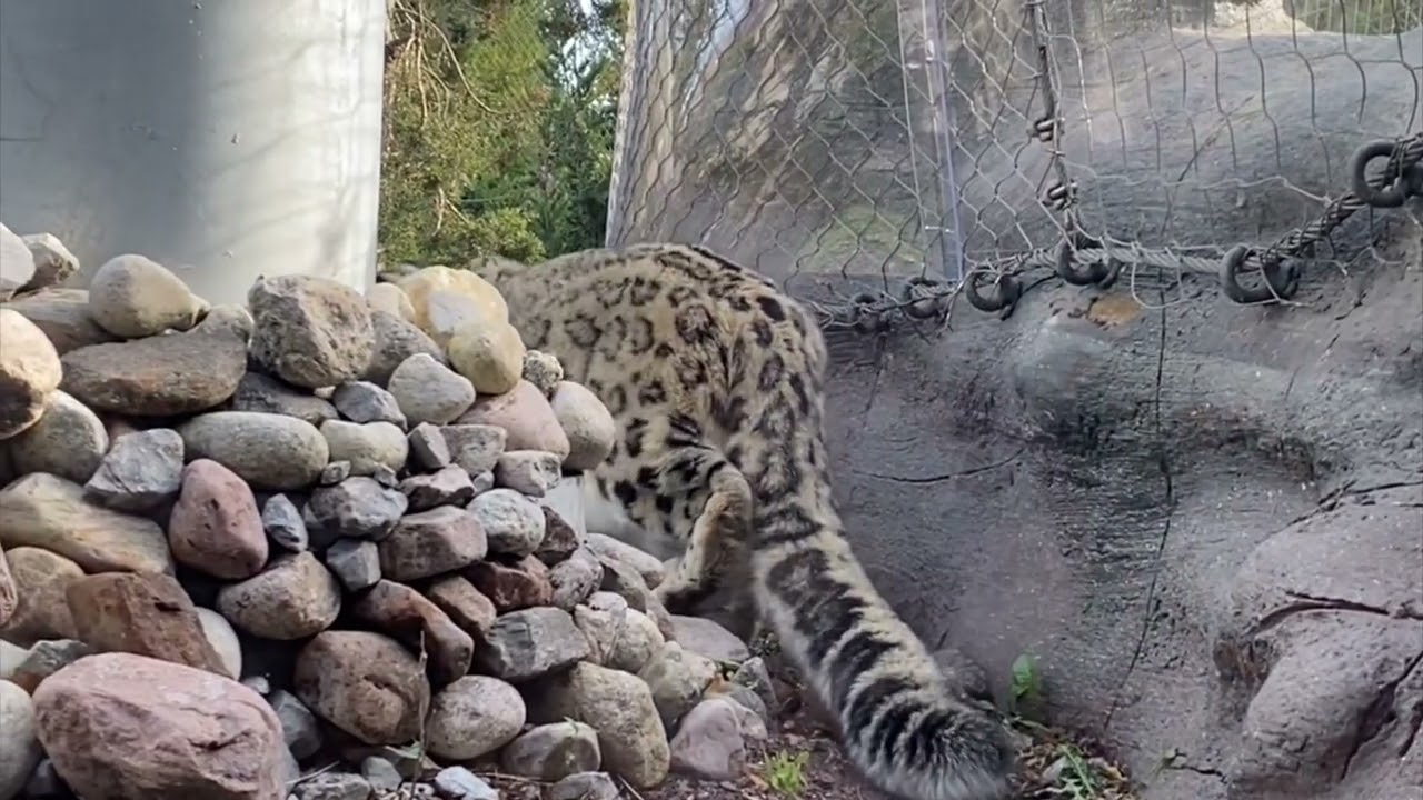 Snow Leopards in Toronto Zoo