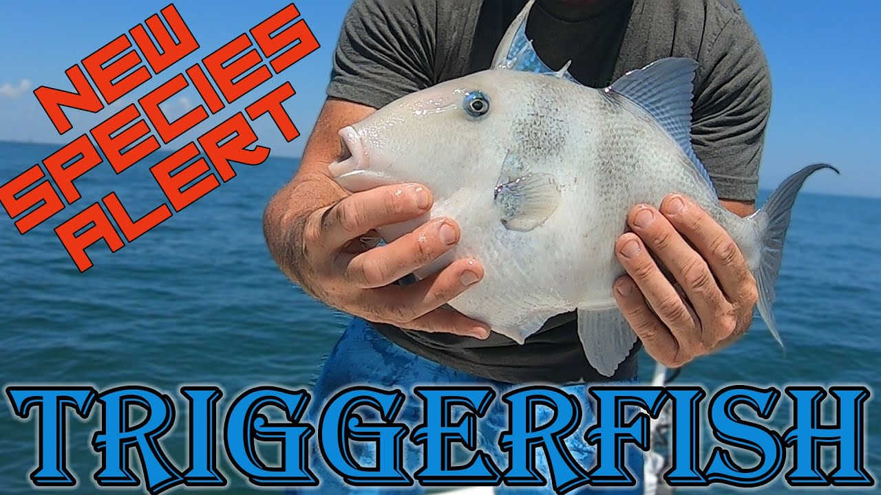 MARYLAND STATE RECORD? TRIGGERFISH JIGGING!  Ocean City Reef Fishing: Flounder Fishing