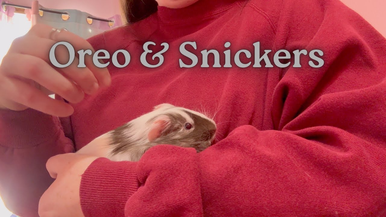 We Bought a New Pet!