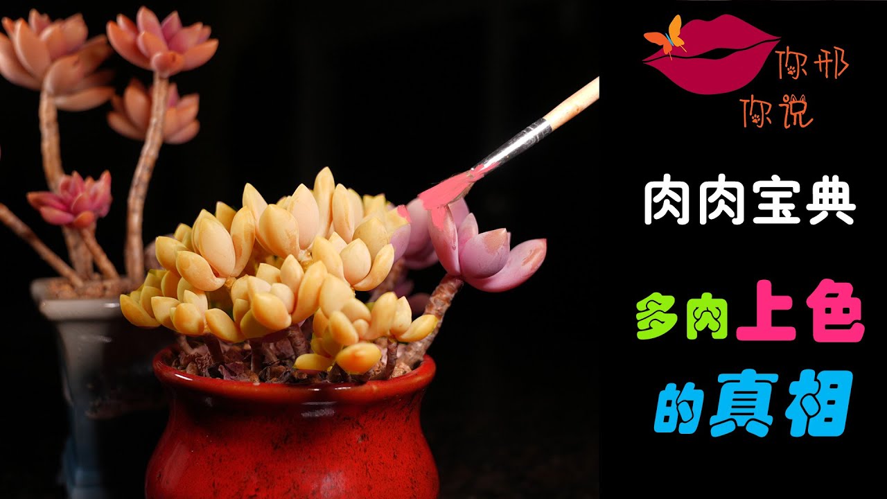 【你邢你说】肉肉宝典 - 多肉植物上色的真相