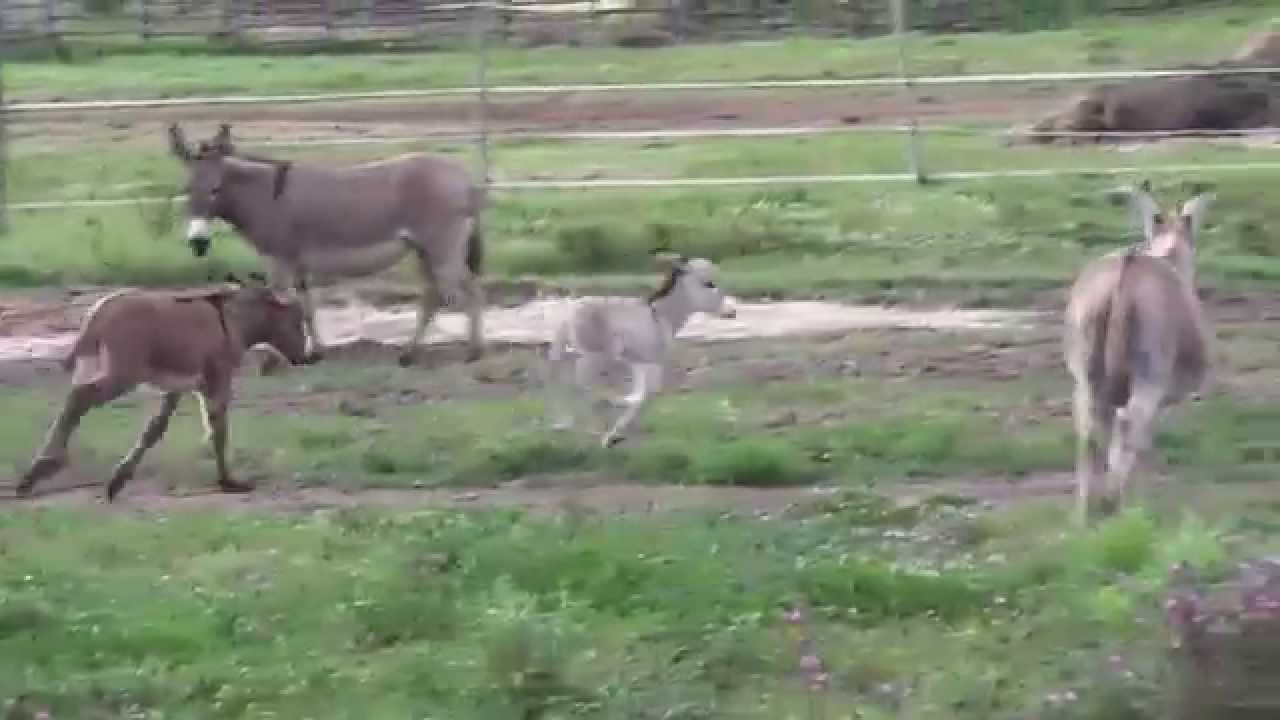 Eselbaby springt umher  (Esel, Eseljunges)