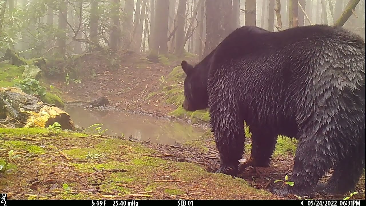 A bear at a wallow & rub tree