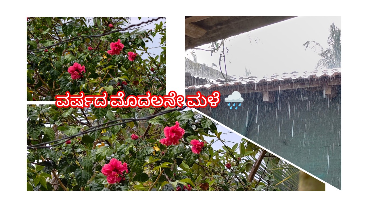 ಹೇ ಹೇ........ ನಮ್ಮ ಊರಿಗೂ  ಮಳೆ ಬಂತು 🌧️☘️🌿 ವರ್ಷದ ಮೊದಲನೇ ಮಳೆ✨