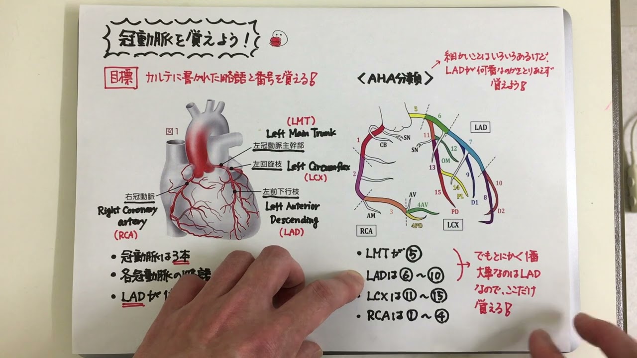 【ゆる〜い講義ビデオ】冠動脈を覚えよう②
