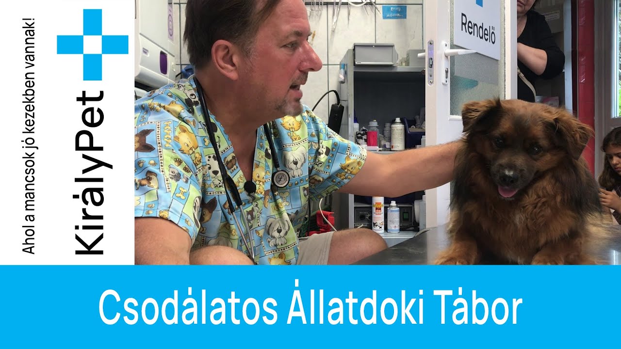 Csodálatos Állatdoki Tábor