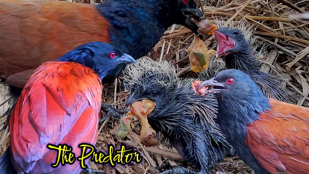 Savage bird 😡 coucal chicks being fed baby birds 