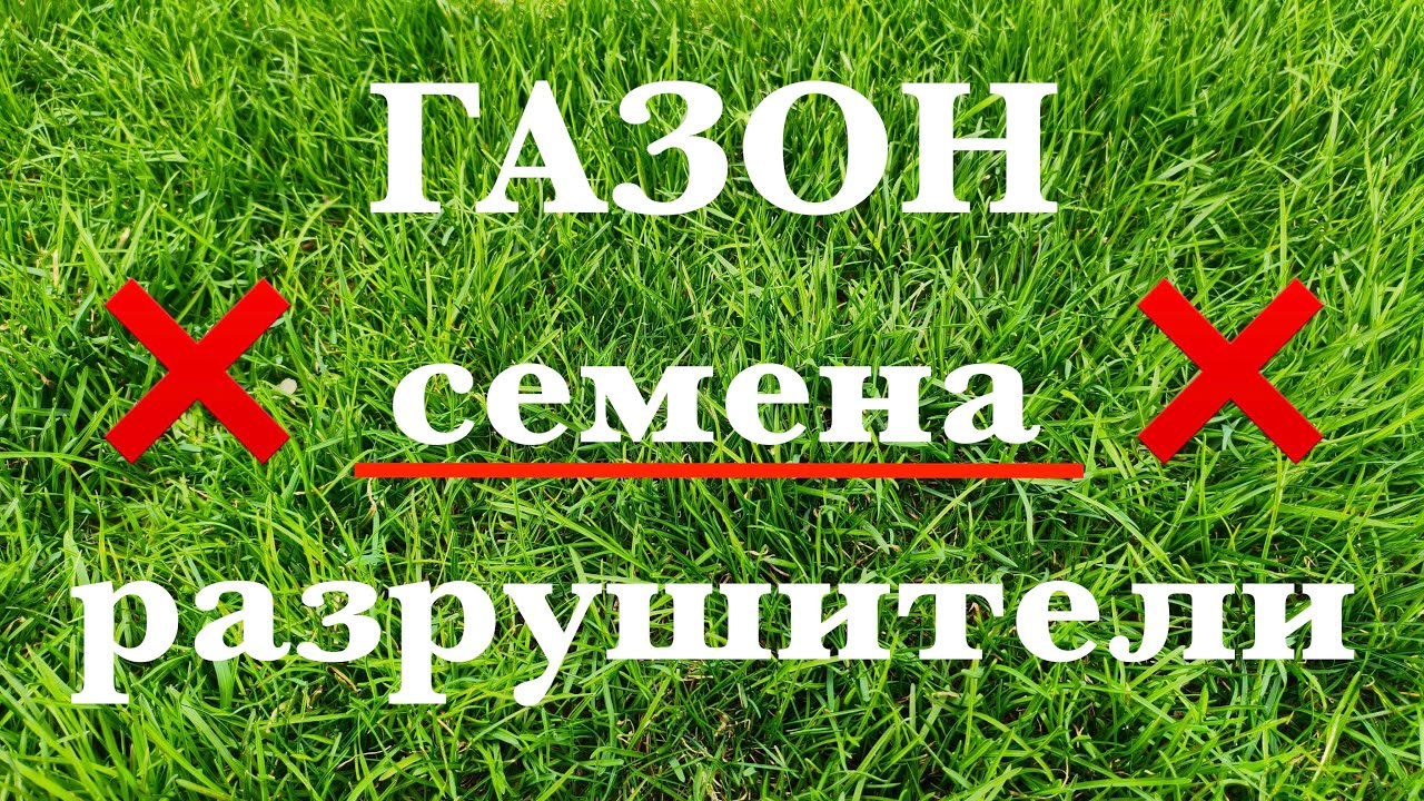 Газон: семена разрушители