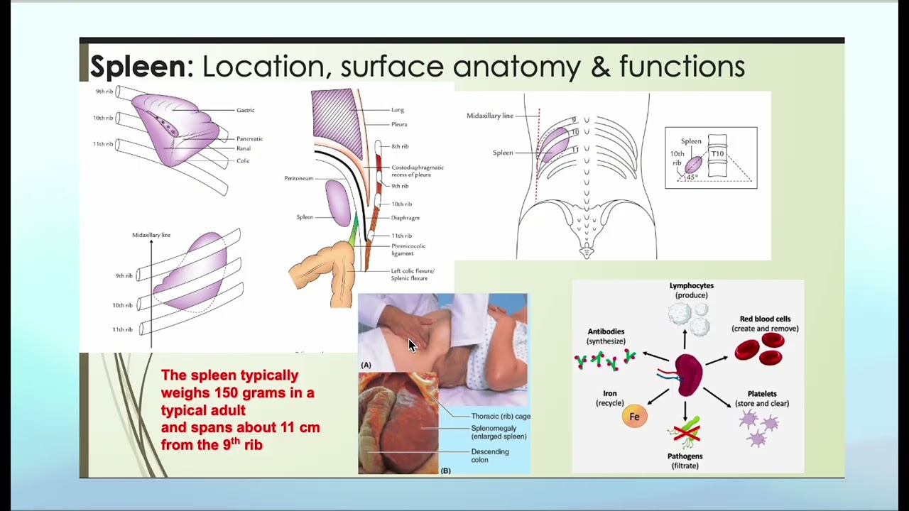 accessory organs