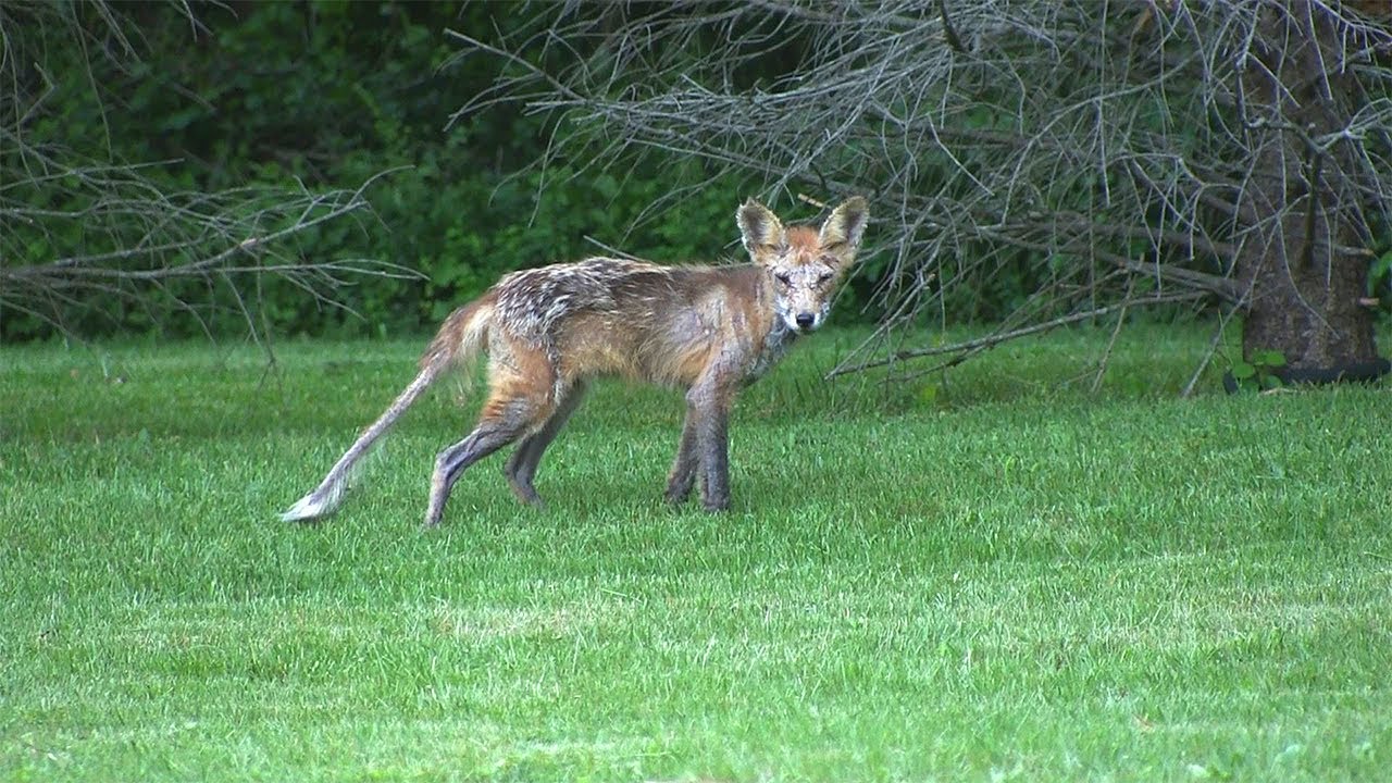 Red Fox Rescued (Sarcoptic Mange)