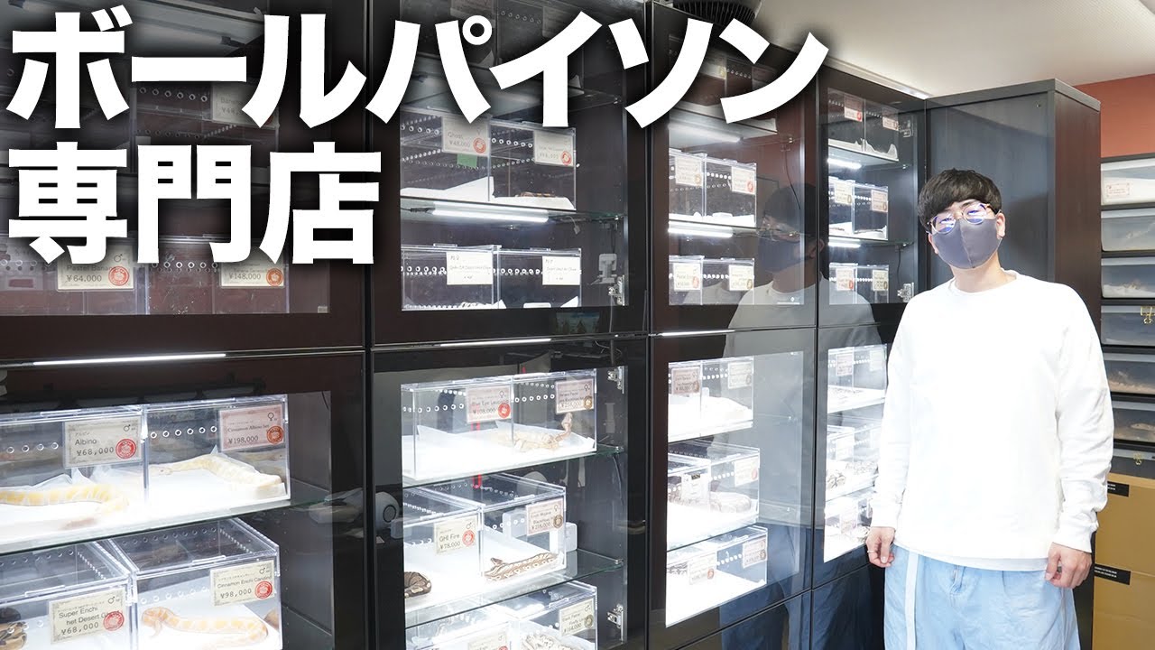 【総勢300匹越え】最新オープンのボールパイソン専門店に遊びに行きました