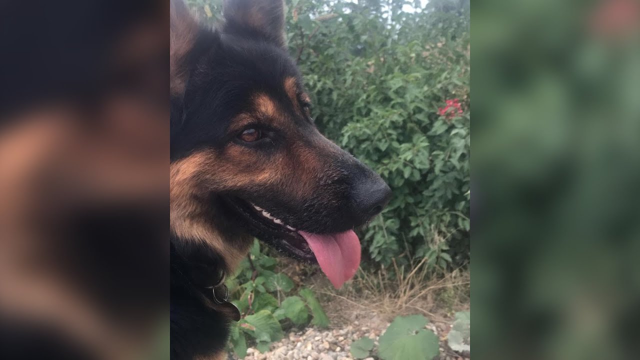 GŁOGÓW. Sąsiad otruł im psa? Groził, że to zrobi