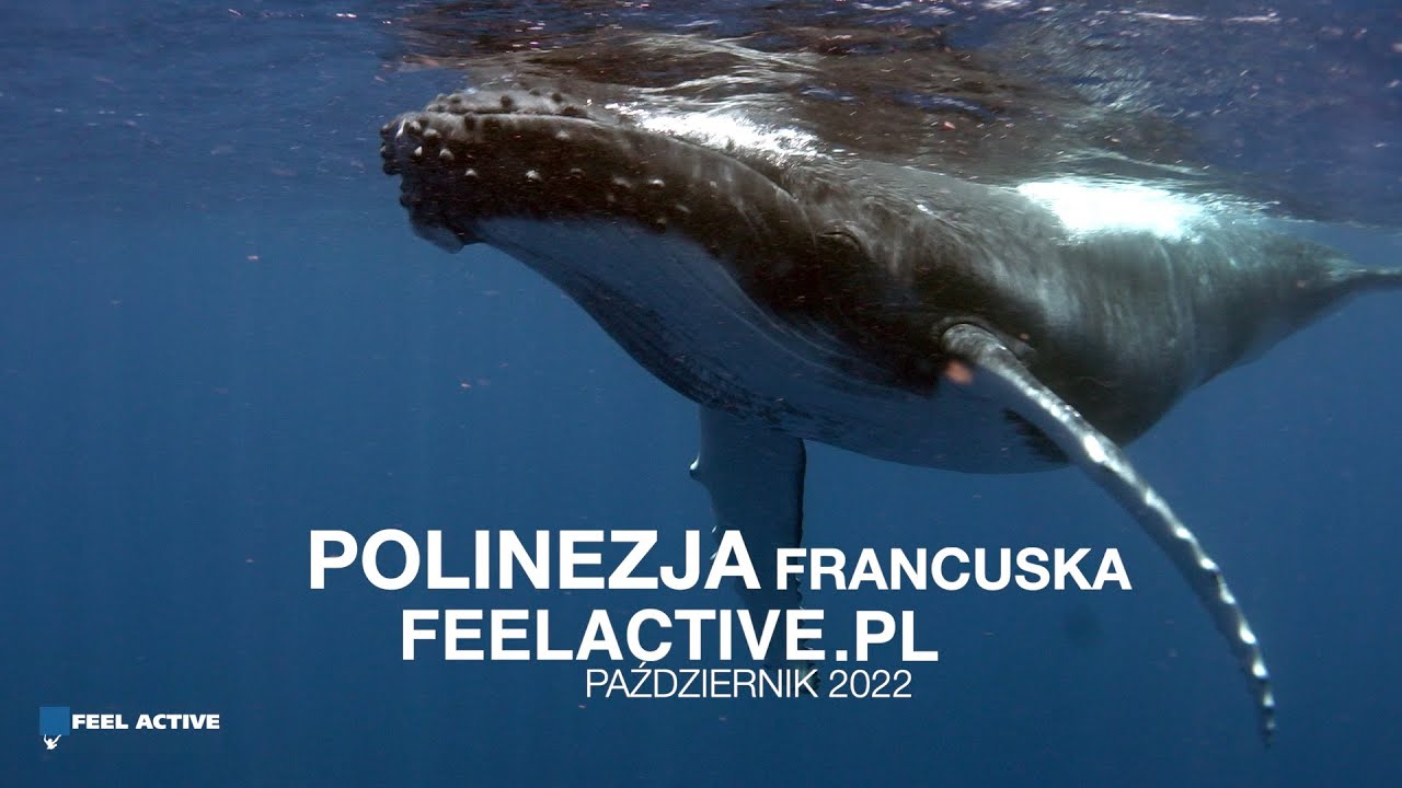 Polinezja Francuska 22 nurkowanie