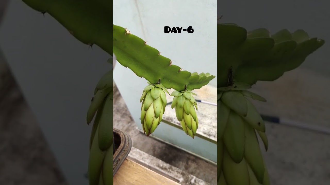 Dragon fruit bud to flower. 10 day's transformation #trending #plants #dragonfruit #best #love #how