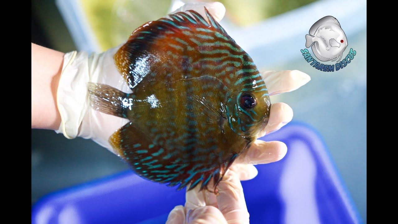 Wild Discus - Diskus Wildfänge - Fang, Export,  Erfahrungen und Tipps zur Haltung