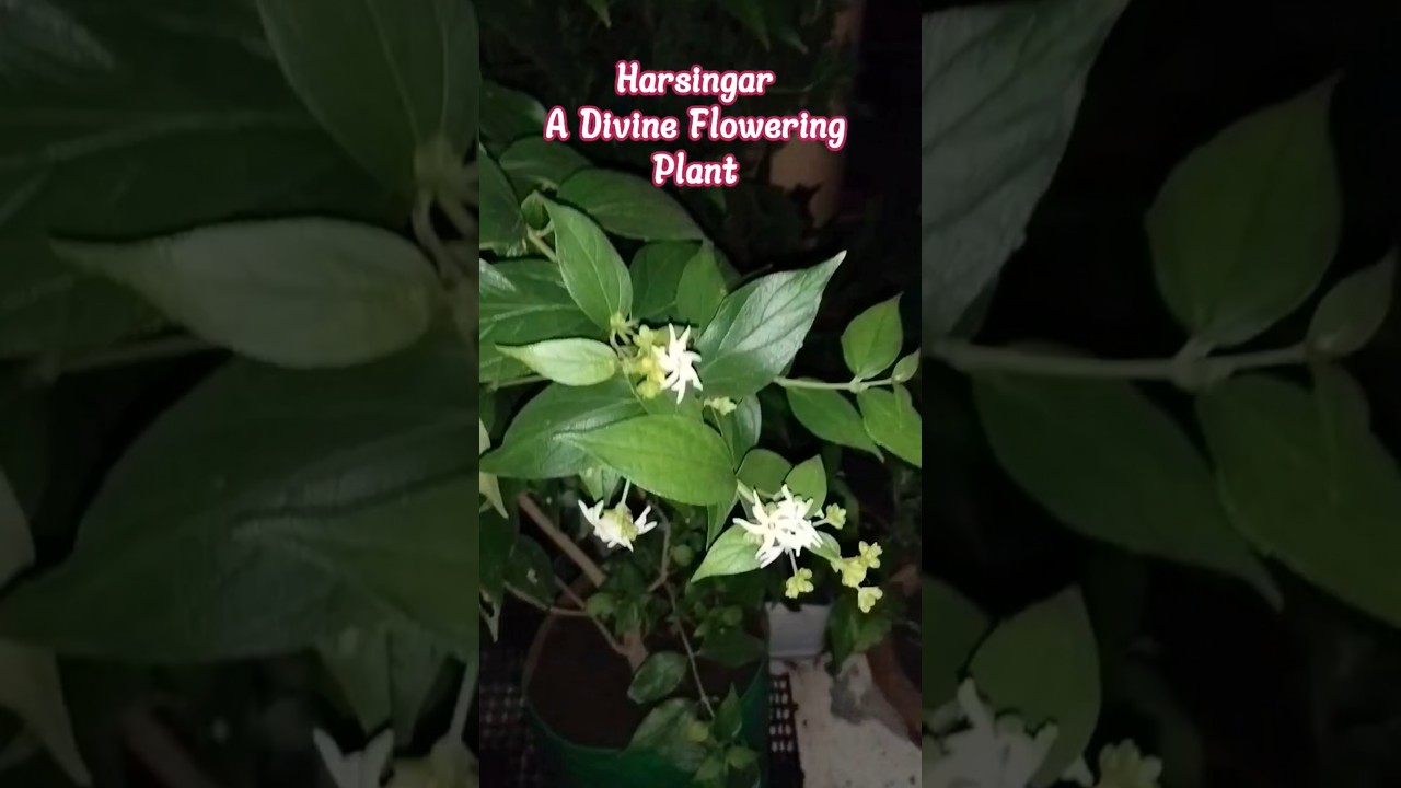 Harsingar... blooms at night  #nightbeauty #divinefragrance #purenatural