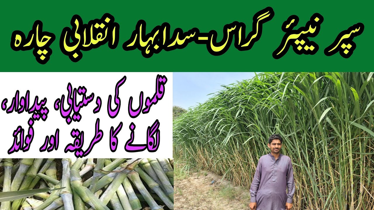 Super Napier Grass | Sada Bahar Chara | سپر نیپئر گراس | Super Napier Grass in Pakistan