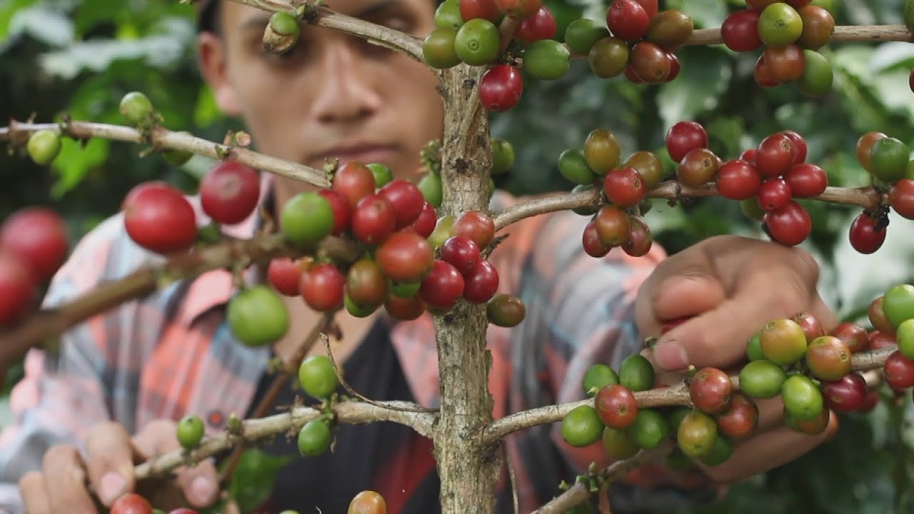 Coffee growers leave the fields of Guatemala to improve their quality-of-life