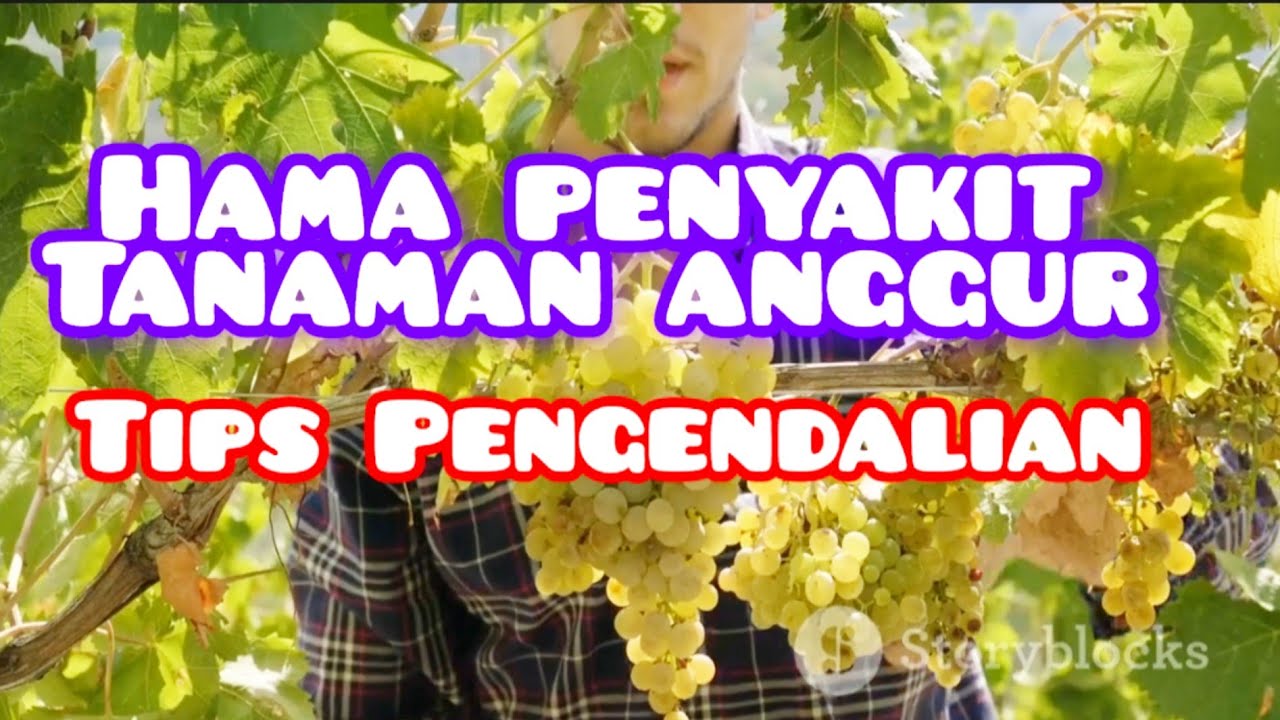 Tips Pengendalian Hama Penyakit Tanaman Anggur #gardening 