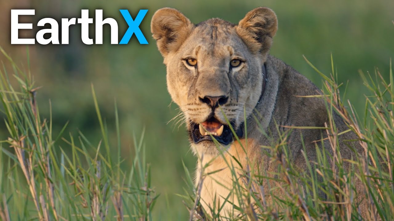 How do Wildlife Tracking Collars Work? | Defenders of the Wild | EarthX