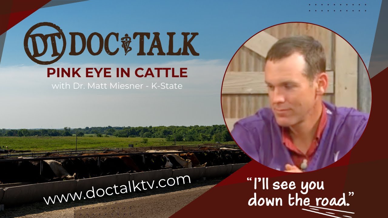 DocTalk Ep 217 - Pink Eye in Cattle