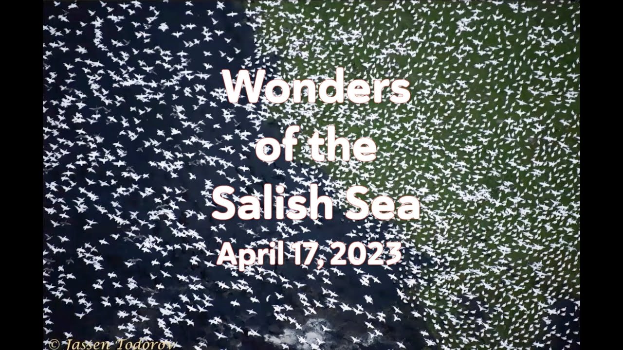 Wonders of the Salish Sea 2023: Pacific flyway and forage fish