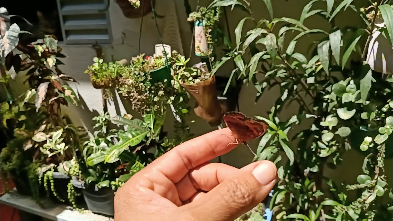 Resultado dos cuidados com as plantas, durante o tempo chuvoso 