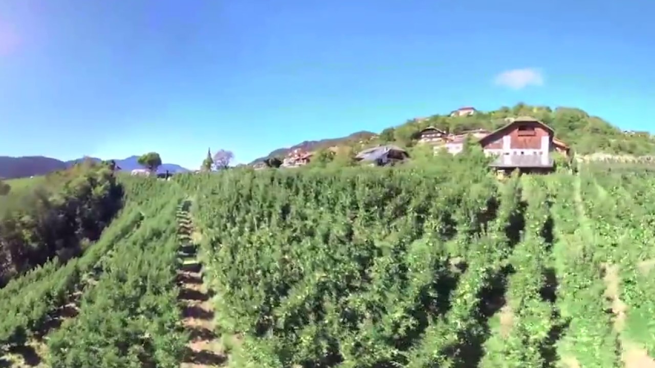 South Tyrol Apple - Südtirol Apfel - Alto Adige Mela // 360° Video