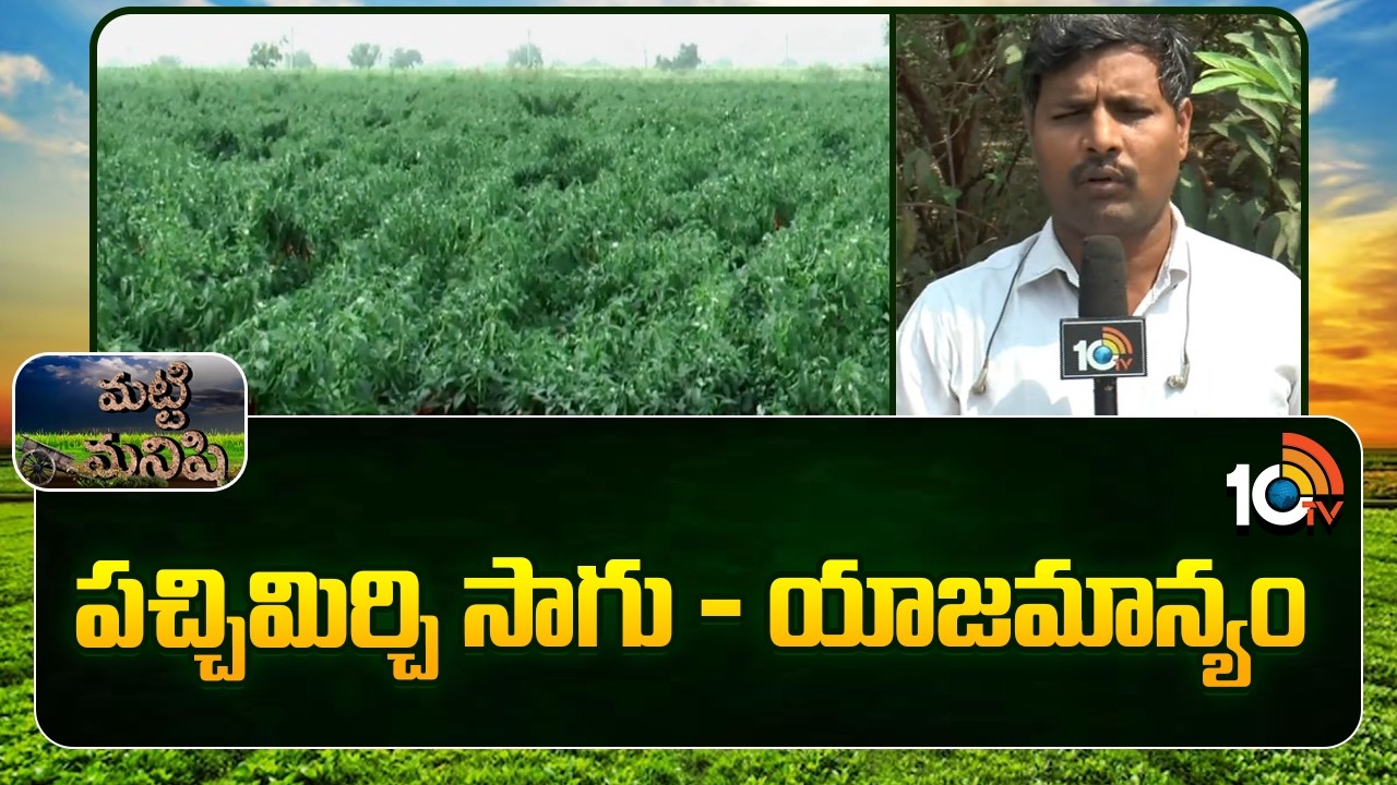 Green Chilli Cultivation Management | పచ్చిమిర్చి సాగు - యాజమాన్యం | Matti Manishi | 10TV