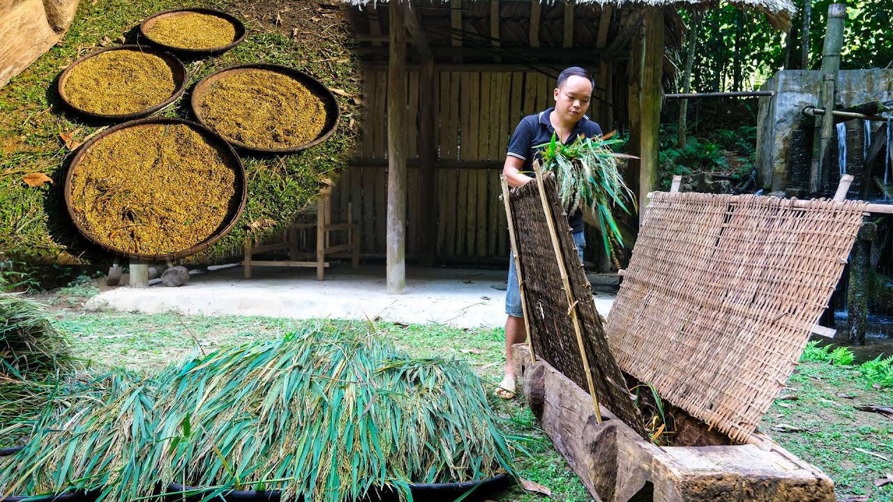 Primitive Rice Harvesting Skills: Duong Processes Rice Using Ancient Methods