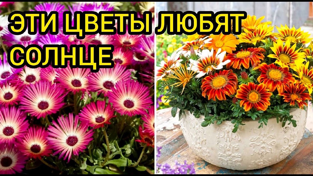 Что посадить на солнце? Список солнцелюбивых и жароустойчивых растений