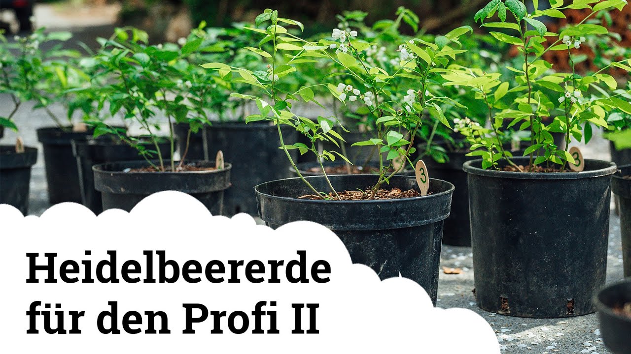 Heidelbeererde für den Profi | Teil 2