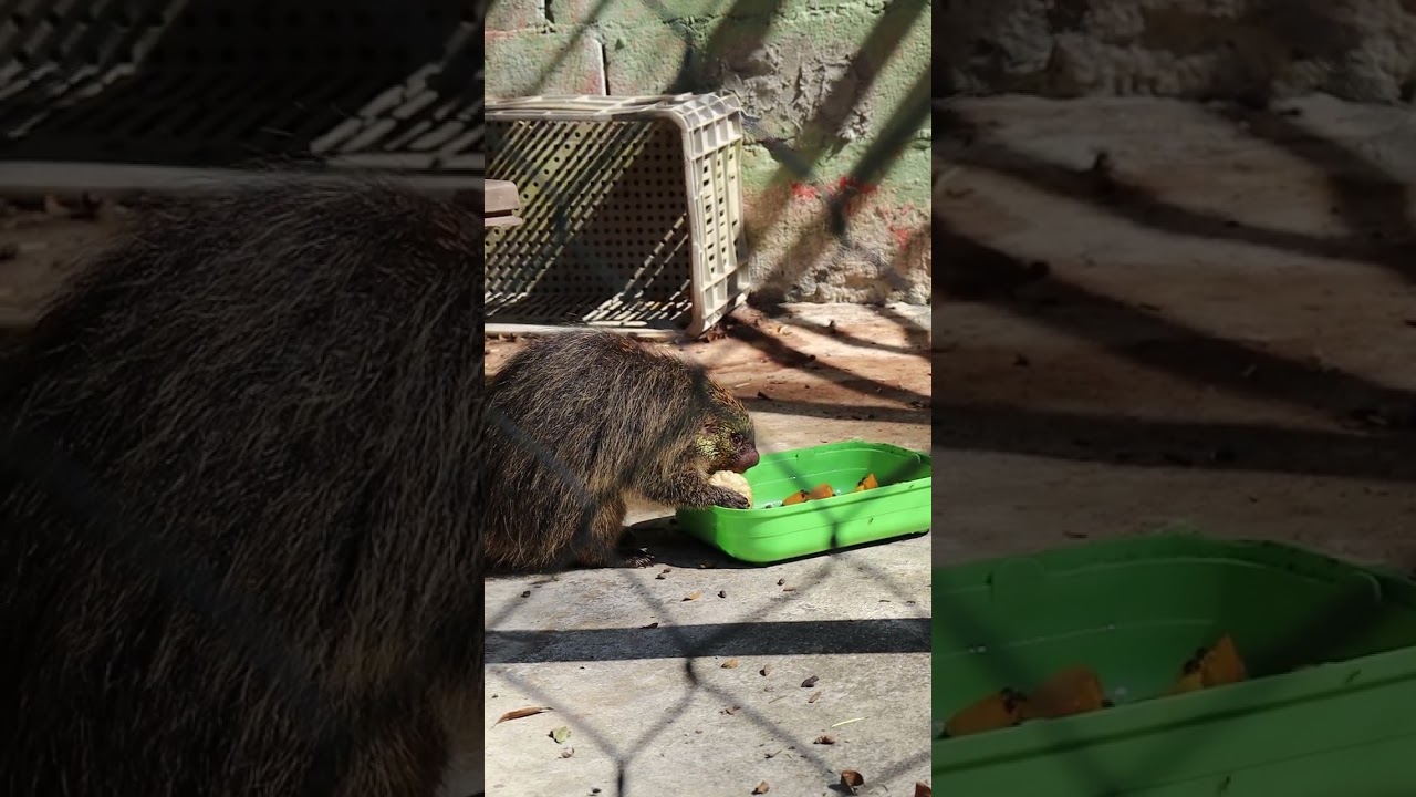 New Video Feeding European hedgehog (Ouriço-terrestre) 