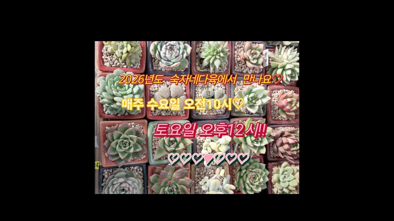 2026년2월21일(토)오후12시 인천다육이사랑 라이브