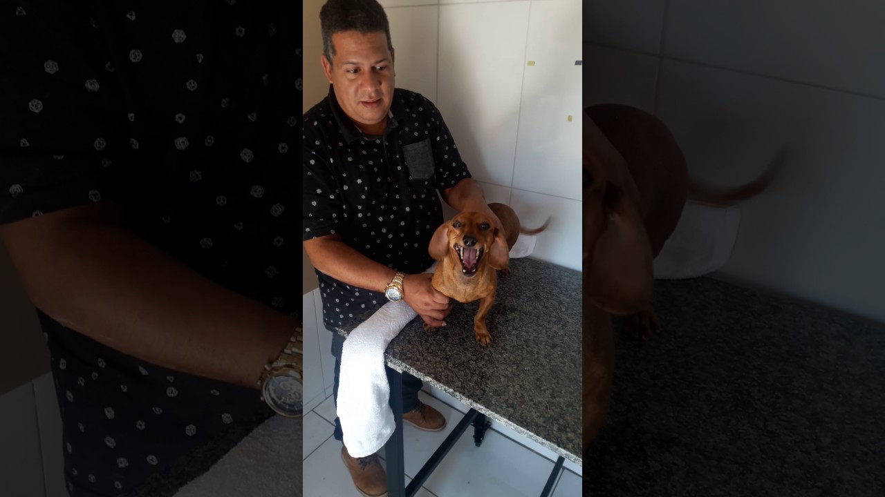 Contenção em cães