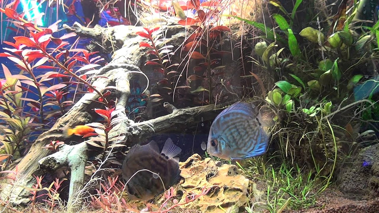 Kamin Aquarium - Fische - Zoo & Co & FilmDich O-O L&uuml;beck Besser Schlafen