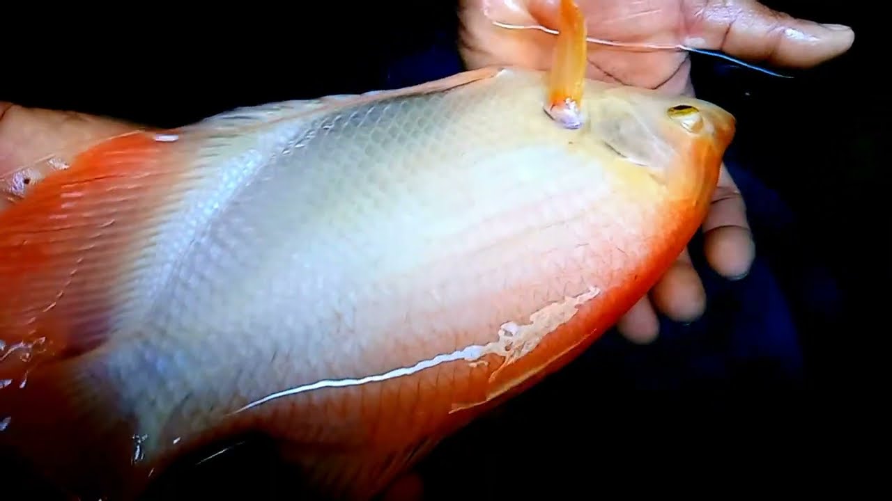 Thippili| Monster fish|Jam Gourami|Catching Fish |Avatar