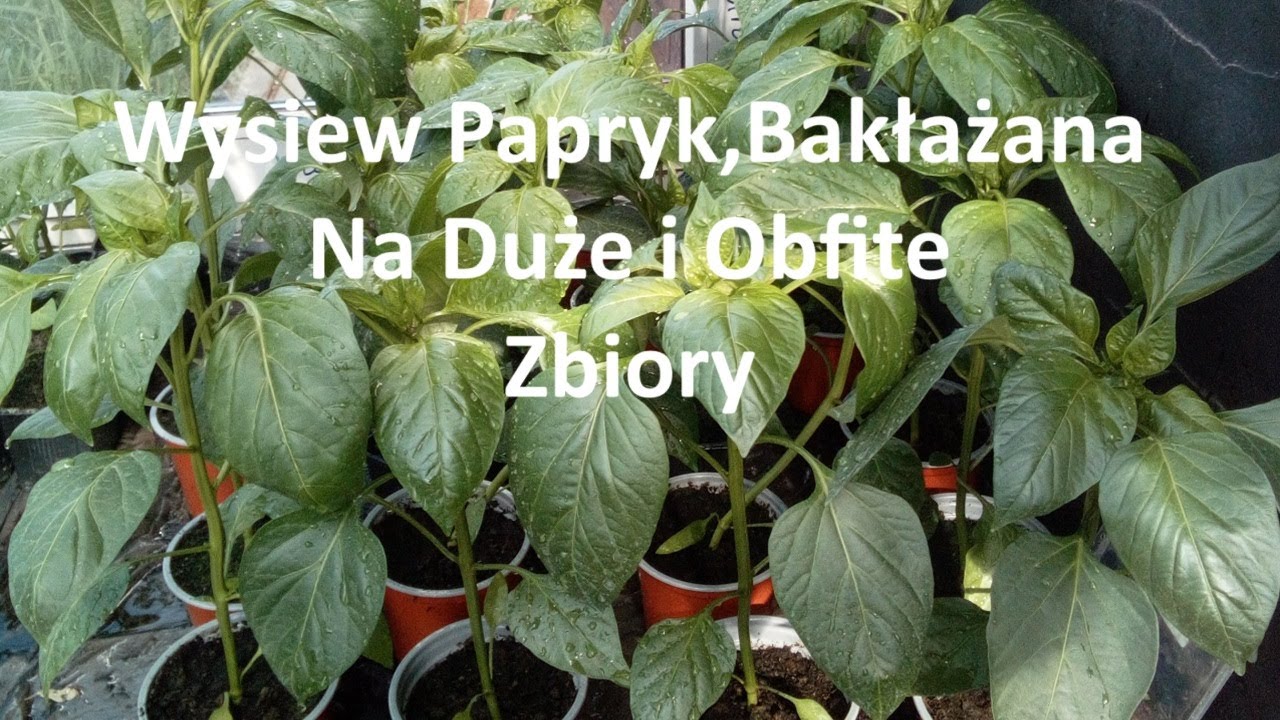 Wysiew Papryk,Bakłażana oraz Pepino Bez Filozofowania