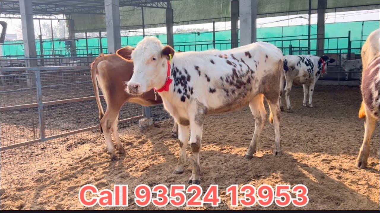 ਫਾਰਮ ਚ 7 ਨਗੀਨੇ 💎🔥7 ਹੀਫਰ ਵਹਿੜਾ ਵਿਕਾਉ 👌🏻🔥ਘੱਟ ਰੇਟ 😱🔥Bawa dairy farm 