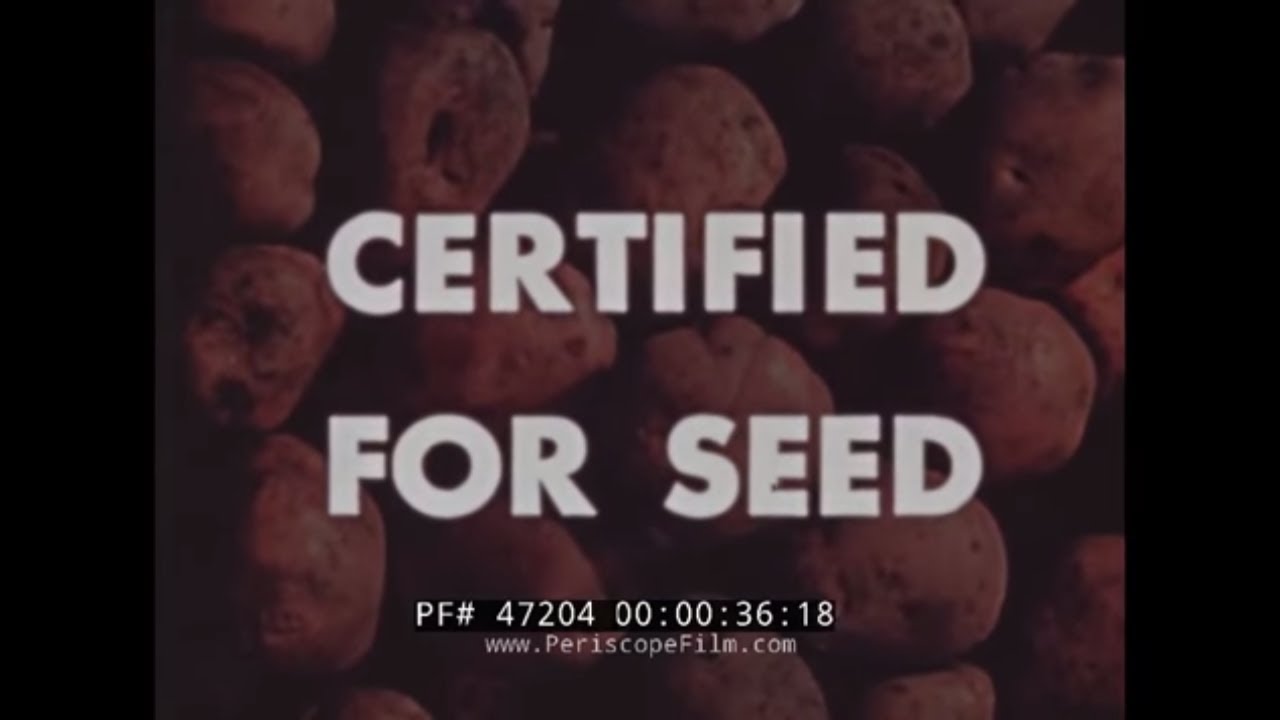 CULTIVATION OF SEED POTATOES   