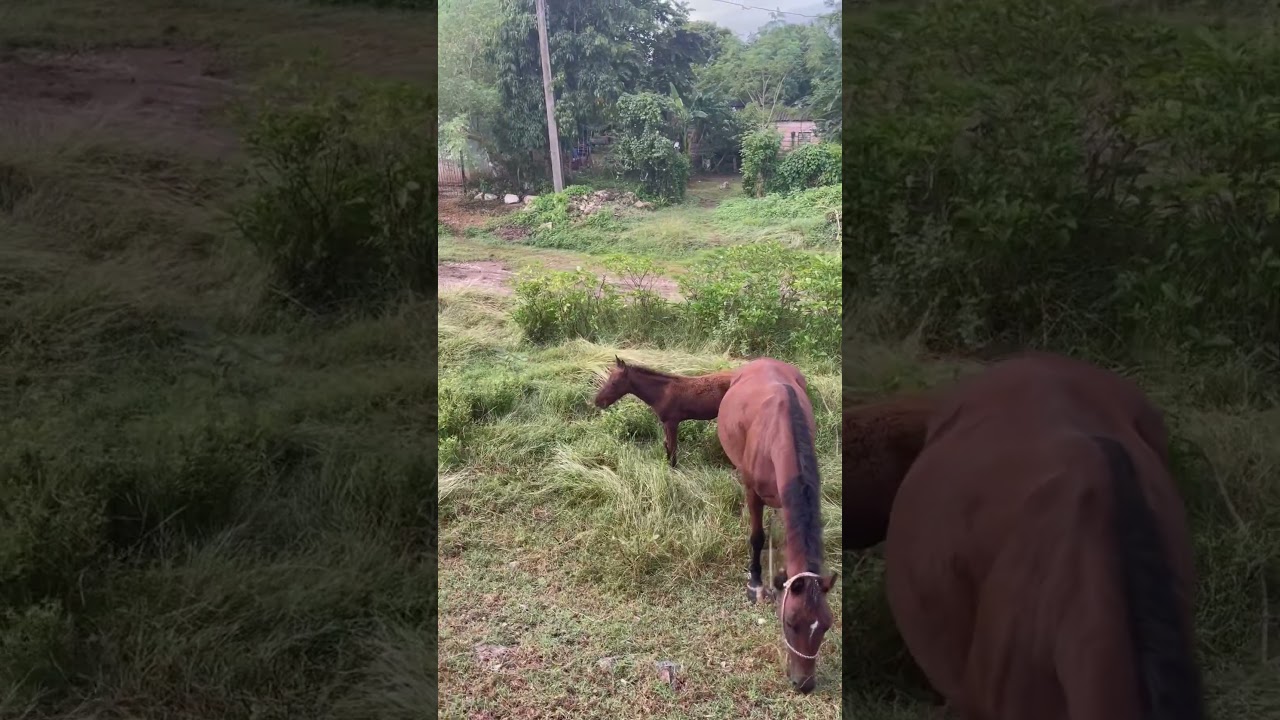 As&iacute; es la vida en los campos de CUBA🇨🇺 Cubanos de a pie #cubahoy #cubanosdeapie #cuba
